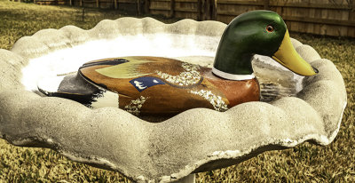 Duck in a bird bath, 1/25
