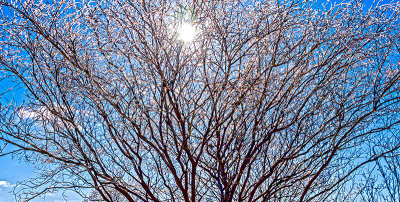 Backlit Ice Tree (2/15)