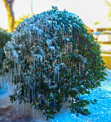 One more frozen ice image in Texas before the cold weather retreats North and we warm up. (2/19)