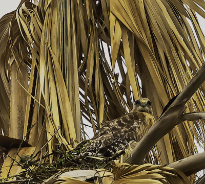 Nesting Hawk (3/14)