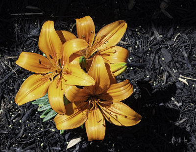 Asiatic Lily in my flower garden. (3/29)