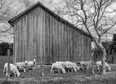 A flock of sheep and the rustic barn they occupy (4/3)