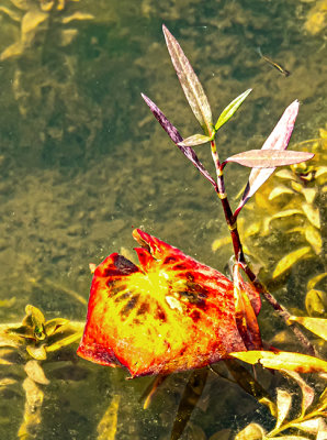 Submerged decaying lily pad at the local frog pond. (4/5)
