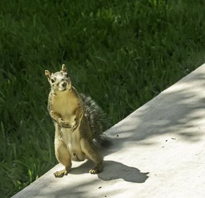 Caught, the squirrel thief. (5/3)