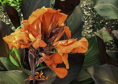 The gorgeous Canna Lily (6/1)