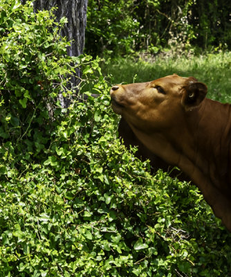Steer enjoying a late afternoon snack on this vine. (6/11)