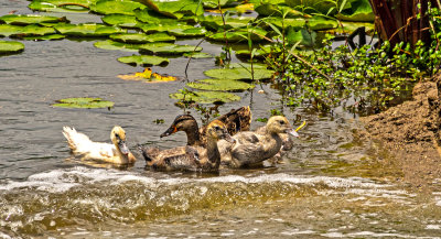 Mother duck and her brood scavenge for food in a fast moving stream. (6/29)