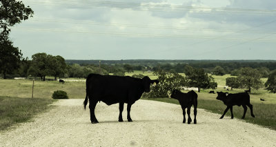 Free range cattle on ranch North of Bastrop.