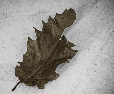 A dead leaf (1/18)