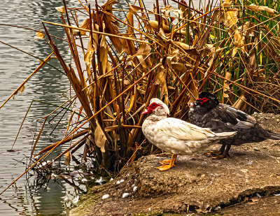 Ducks near a pond (1/25)