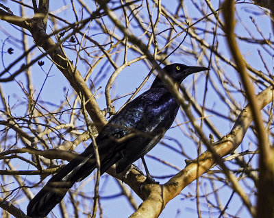 Grackle in a tree.