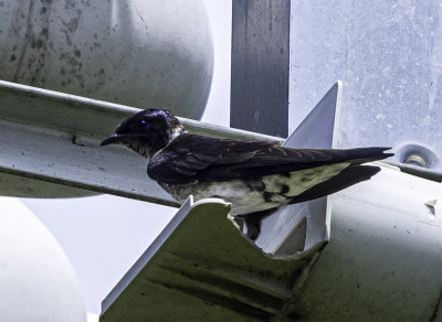 Purple Martin closeup (Heavy crop)