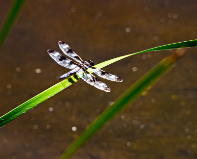 A dragonfly at rest