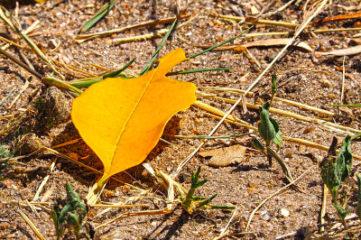 A golden leaf