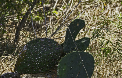 A cactus leaf shaped like a turtle?