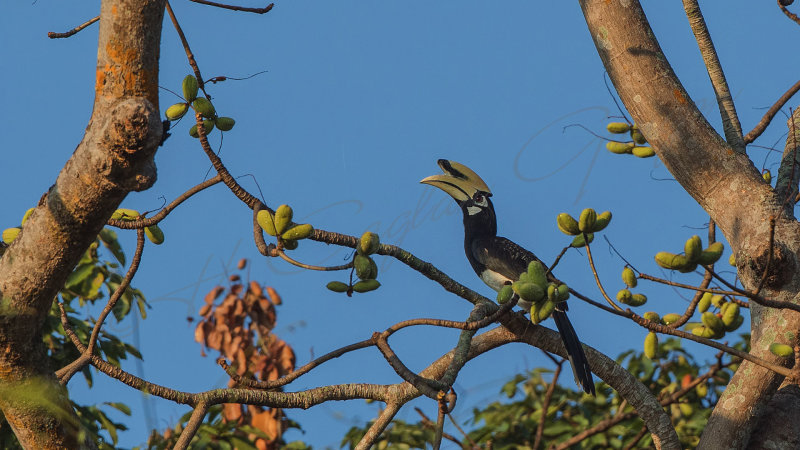 Oriental pied hornbill - Anthracoceros albirostris