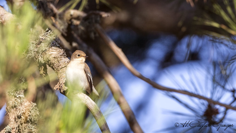 Semicollared Flycatcher - Ficedula semitorquata - Alaca sinekkapan