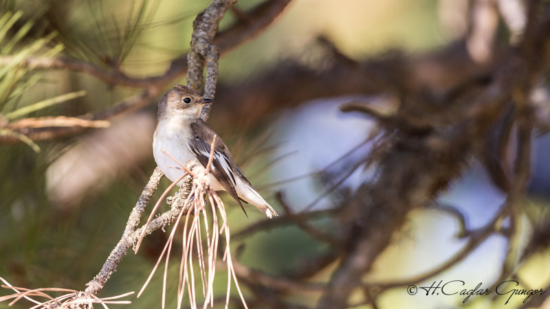 Semicollared Flycatcher - Ficedula semitorquata - Alaca sinekkapan