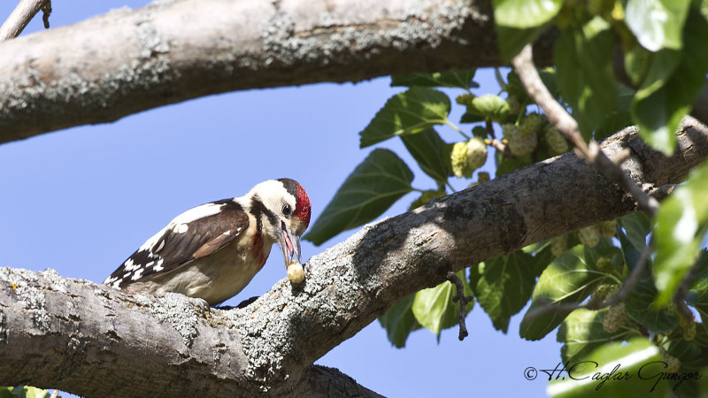 Syrian Woodpecker - Dendrocopos syriacus - Alaca ağaçkakan
