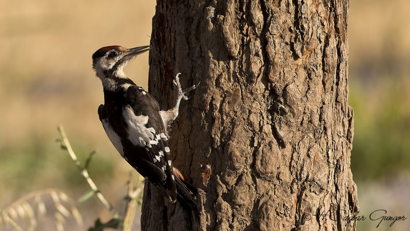 Syrian Woodpecker - Dendrocopos syriacus - Alaca ağaçkakan