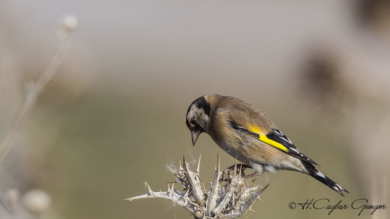European Goldfinch - Carduelis carduelis - Saka