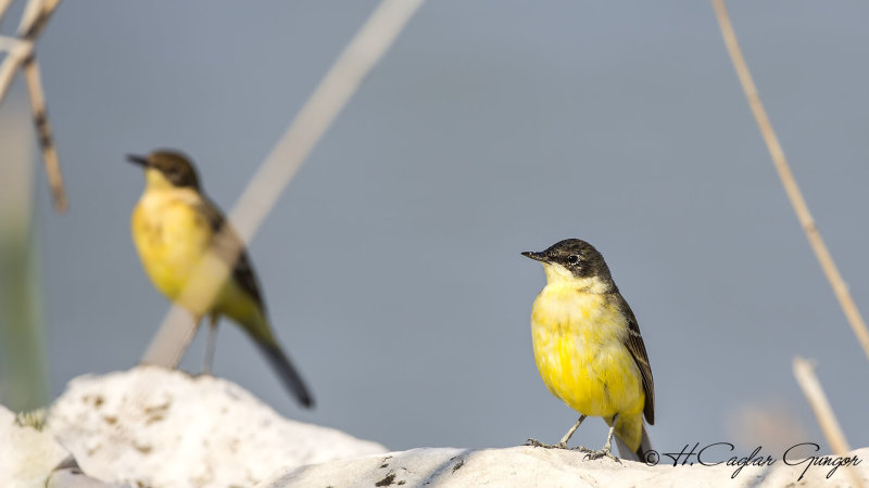 Yellow Wagtail - Motacilla flava - Sarı kuyruksallayan