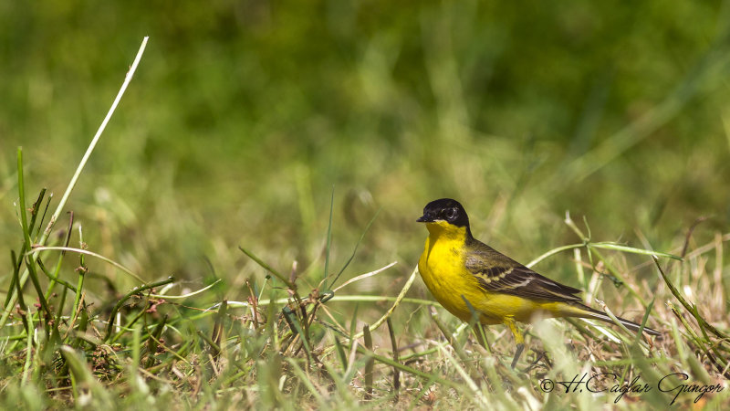 Yellow Wagtail - Motacilla flava - Sarı kuyruksallayan