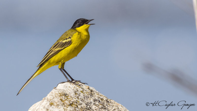 Yellow Wagtail - Motacilla flava - Sarı kuyruksallayan