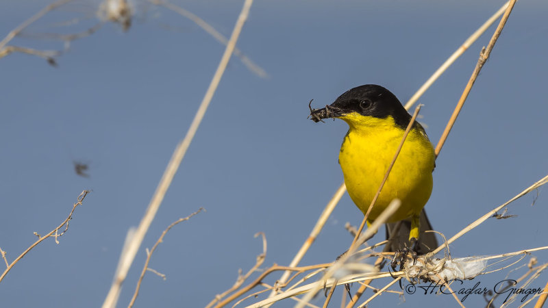 Yellow Wagtail - Motacilla flava - Sarı kuyruksallayan