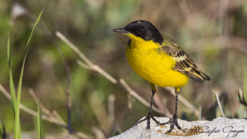 Yellow Wagtail - Motacilla flava - Sarı kuyruksallayan