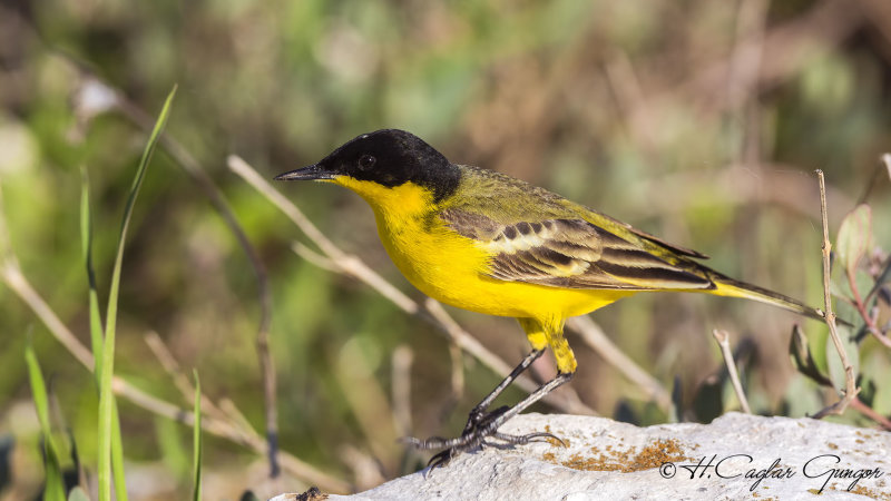 Yellow Wagtail - Motacilla flava - Sarı kuyruksallayan