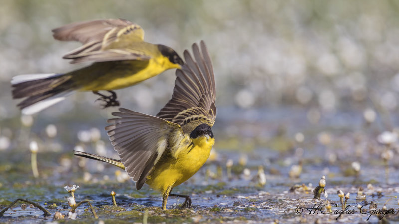 Yellow Wagtail - Motacilla flava - Sarı kuyruksallayan