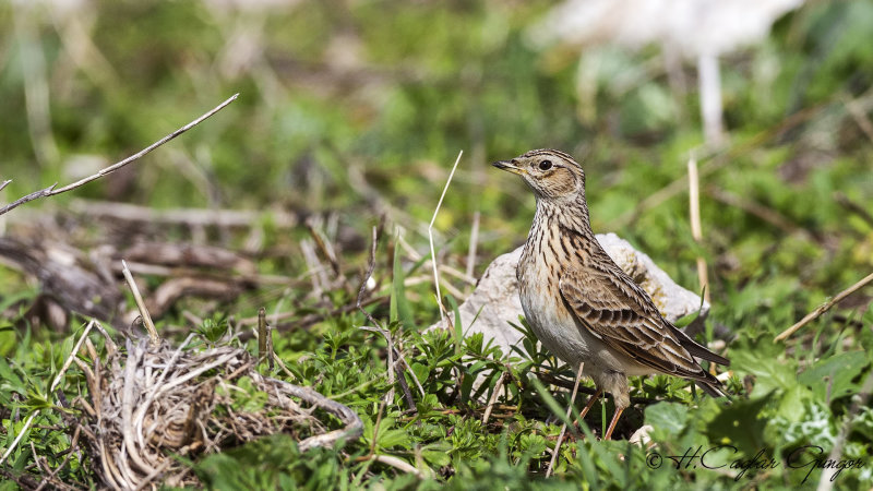 Eurasian Skylark - Alauda arvensis - Tarlakuşu