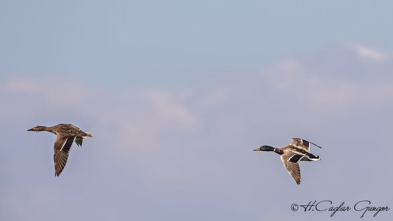 Mallard - Anas platyrhynchos - Yeşilbaş