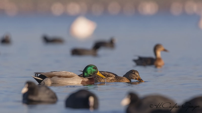 Mallard - Anas platyrhynchos - Yeşilbaş