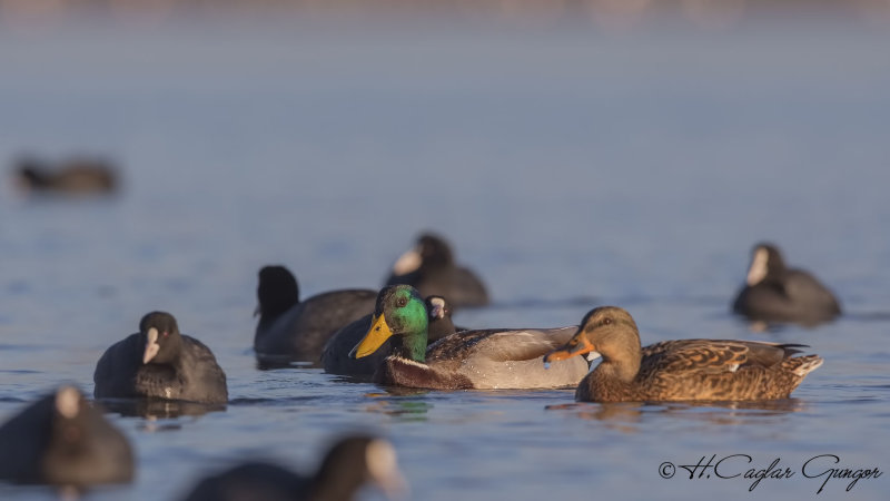 Mallard - Anas platyrhynchos - Yeşilbaş