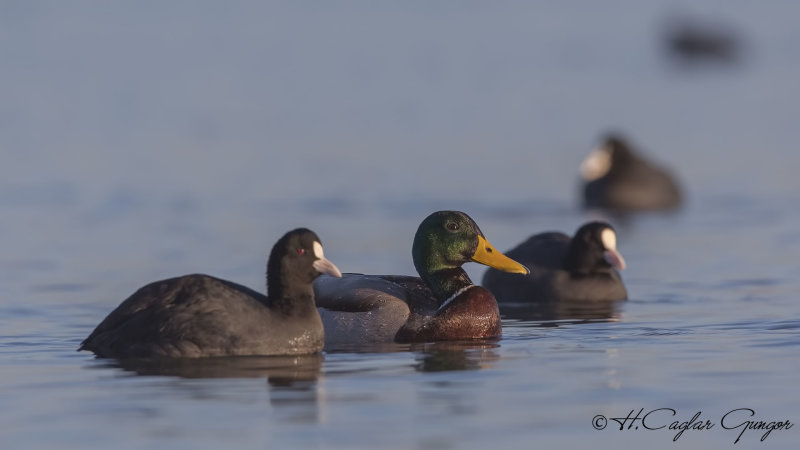 Mallard - Anas platyrhynchos - Yeşilbaş