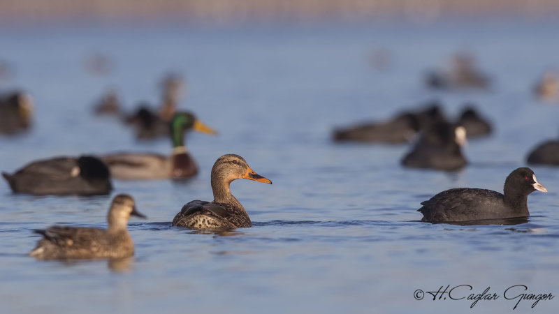 Mallard - Anas platyrhynchos - Yeşilbaş