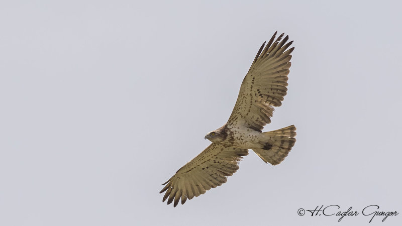 Short-toed Snake Eagle - Circaetus gallicus - Yılan kartalı