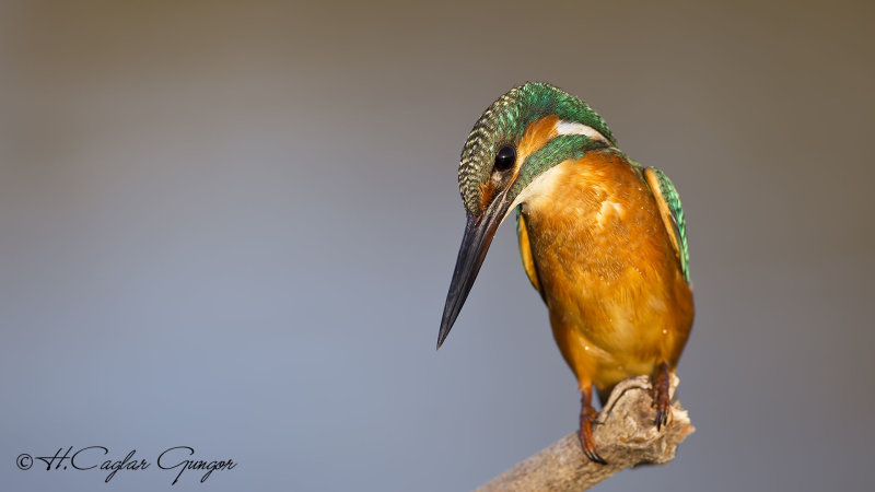 Common Kingfisher - Alcedo atthis - Yalıçapkını