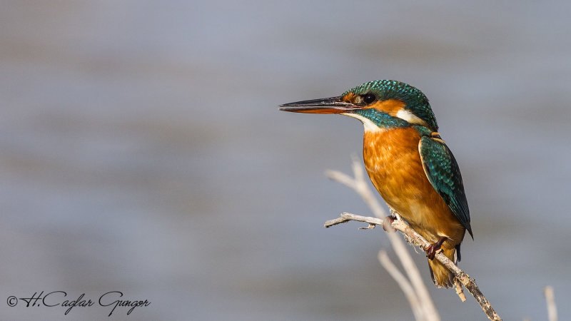 Common Kingfisher - Alcedo atthis - Yalıçapkını