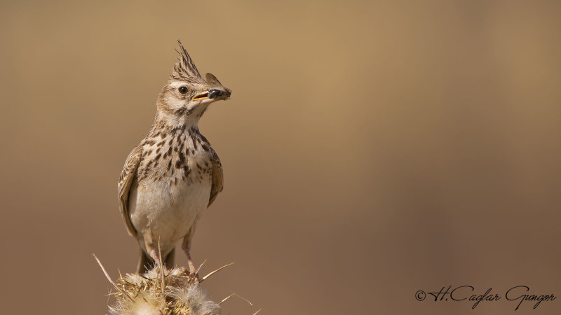 Crested Lark - Galerida cristata - Tepeli toygar
