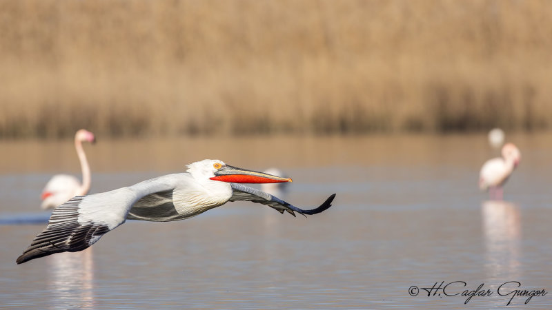 Dalmatian Pelican - Pelecanus crispus - Tepeli pelikan