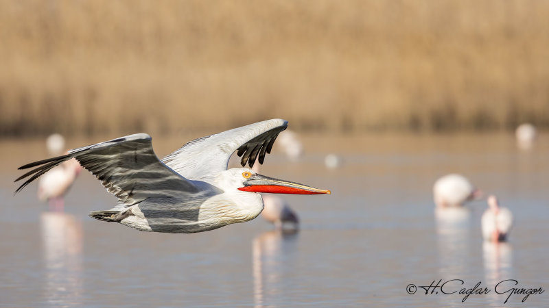 Dalmatian Pelican - Pelecanus crispus - Tepeli pelikan