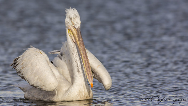 Dalmatian Pelican - Pelecanus crispus - Tepeli pelikan