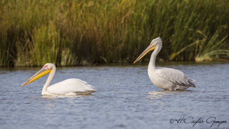 Dalmatian Pelican - Pelecanus crispus - Tepeli pelikan