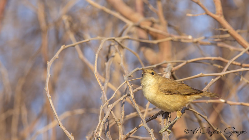 Eurasian Reed Warbler - Acrocephalus scirpaceus - Saz kamışçını
