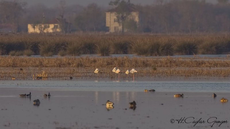 Greater Flamingo - Phoenicopterus roseus - Flamingo