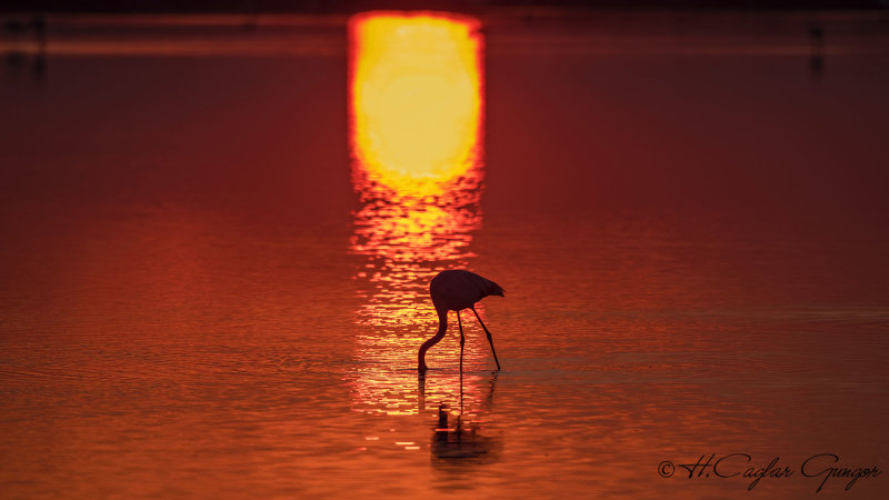 Greater Flamingo - Phoenicopterus roseus - Flamingo