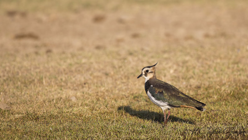 Northern Lapwing - Vanellus vanellus - Kızkuşu